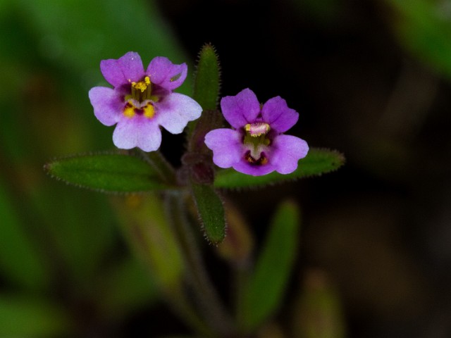 Mimulus breweri 14-4513_1.jpg